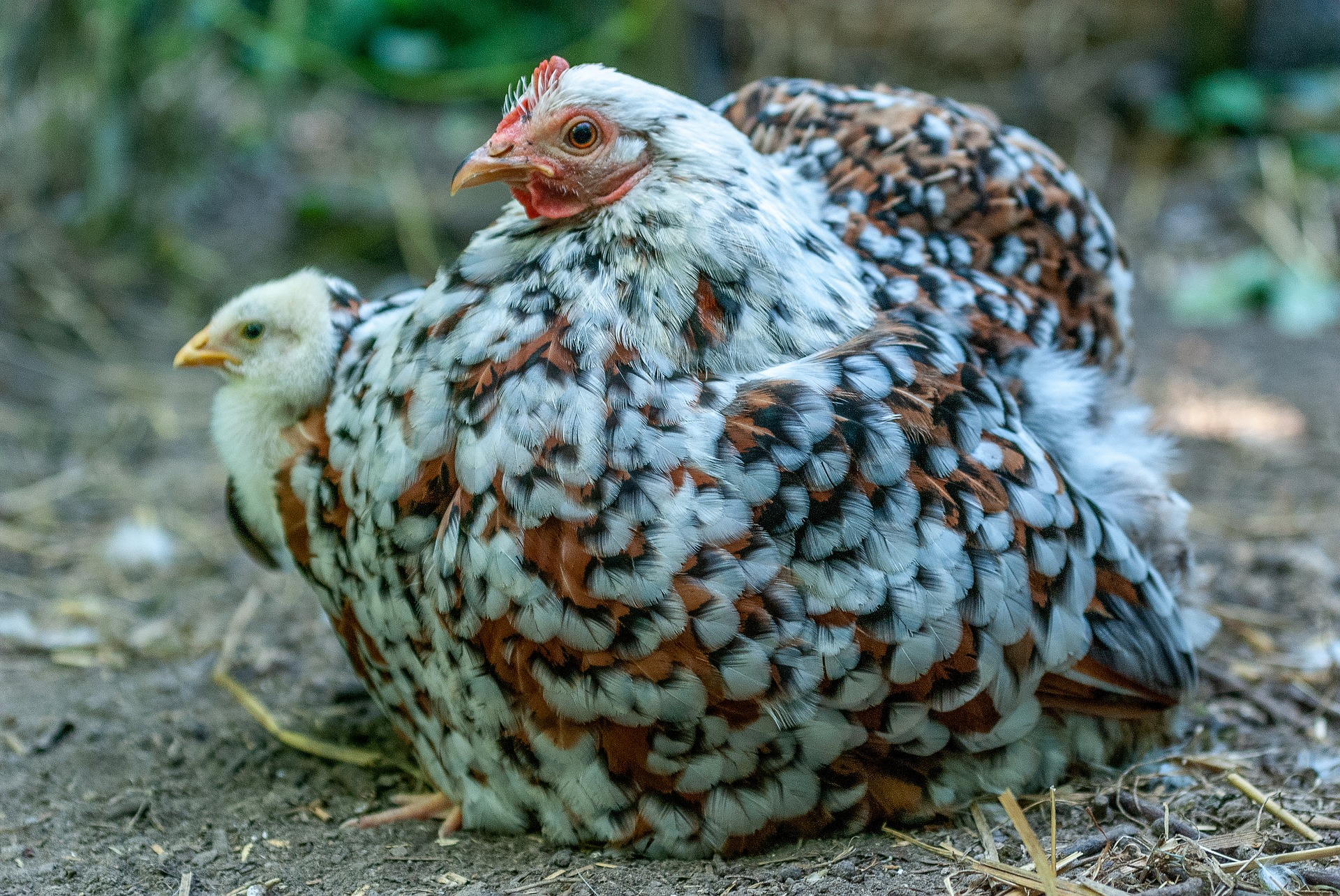 Portret găină 3