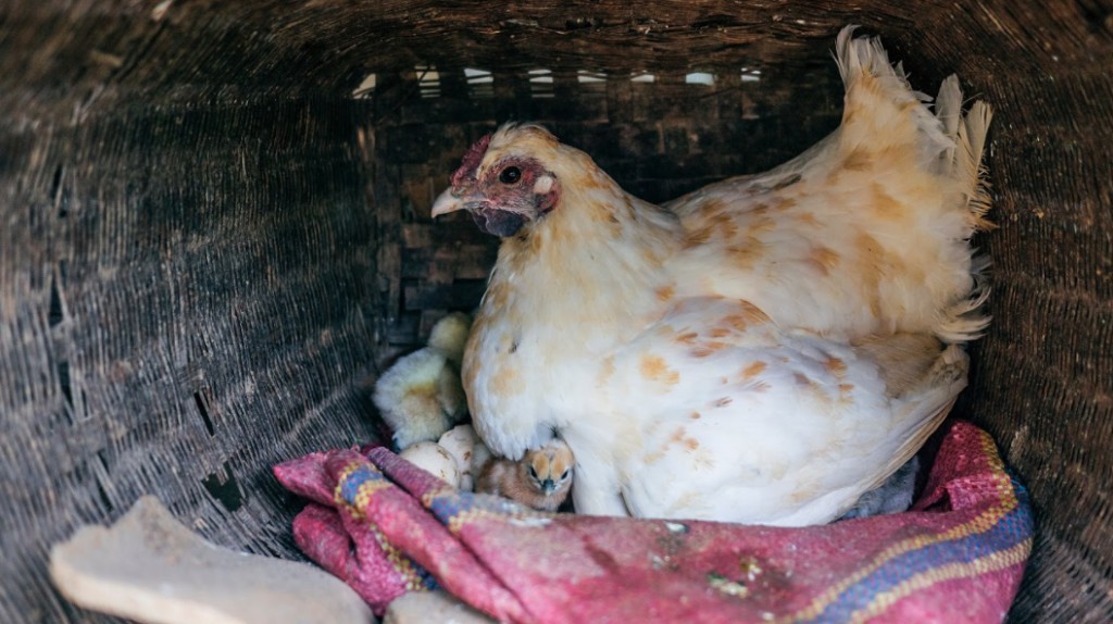 Găină liberă cu puii ei, într-un mediu natural.