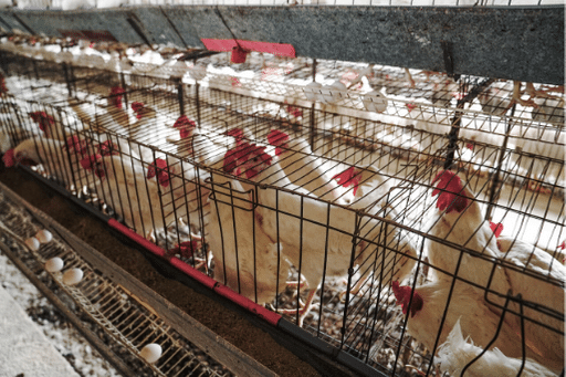 Găini înghesuite într-o baterie convențională