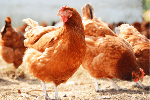 Găini fericite într-un sistem free-range