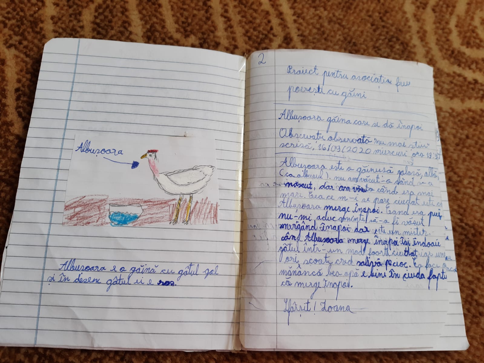 Desen cu o găină făcut de Ioana