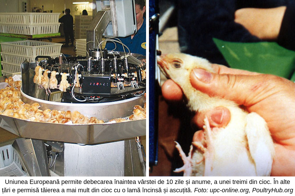Puicuțe cu ciocul tăiat, o practică standard în industrie.