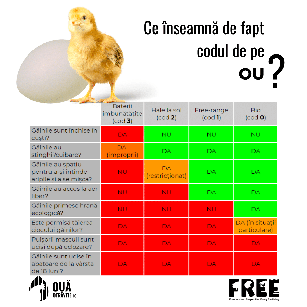 Problemele din spatele producției de ouă
