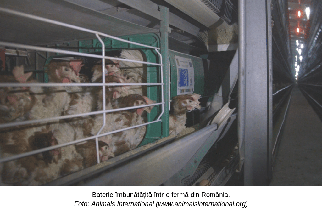 Baterii îmbunătățite într-o fermă din România