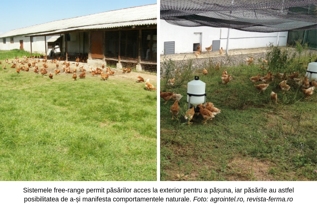 Găini într-un sistem free-range