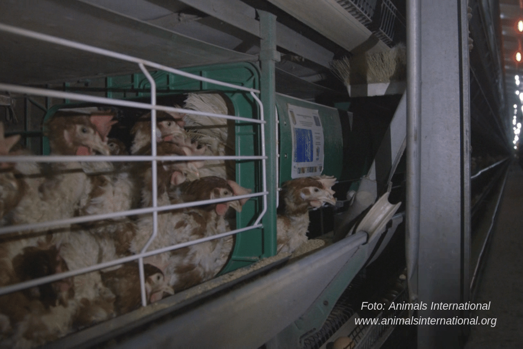 Viața găinilor ouătoare | România fără cuști