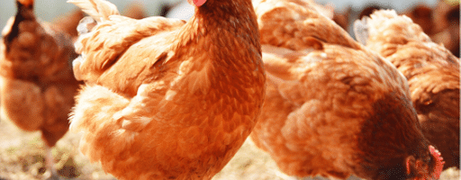 Fișă informativă: găini ouătoare