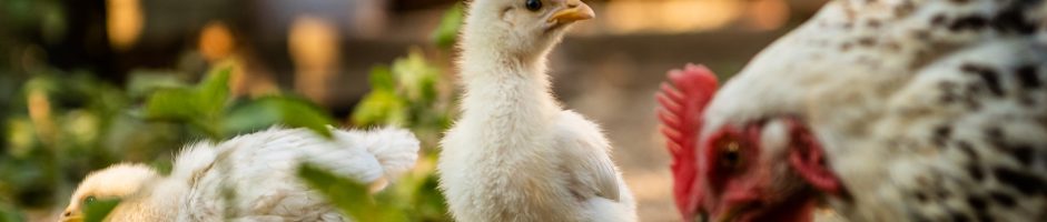 10 lucruri mai puțin cunoscute despre găini