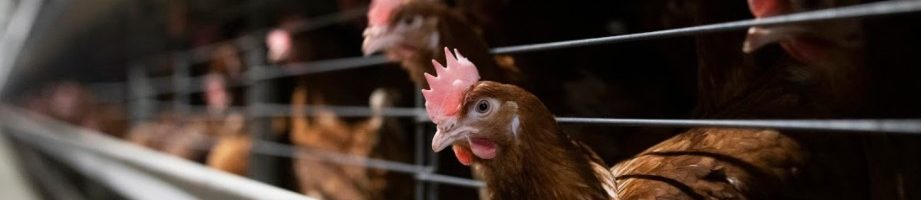 Cu ce mă poate afecta pe mine suferința găinilor ținute în cuști?